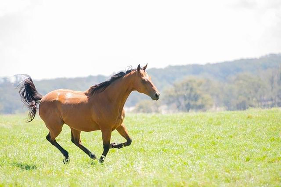 Horse Running